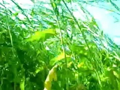 বাঁড়ার রস খাবার বাং ...